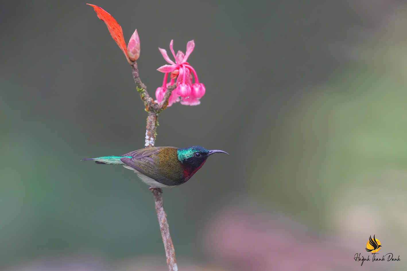Hút mật đuôi chẻ (Fork-tailed sunbird)